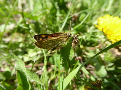 Carterocephalus