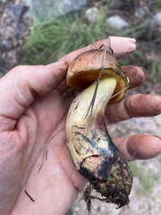 Neoboletus