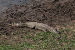 Caiman yacare