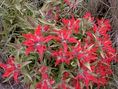 Castilleja scorzonerifolia