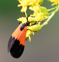 Lycomorpha pholus