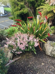 Xeronema callistemon