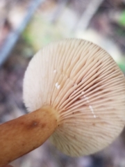 Lactarius camphoratus