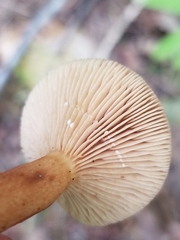 Lactarius camphoratus