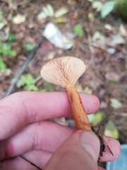 Lactarius camphoratus