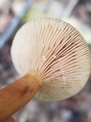 Lactarius camphoratus