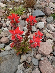 Castilleja scorzonerifolia