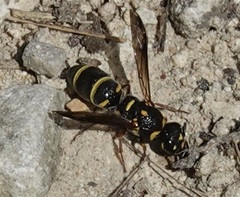 Parancistrocerus fulvipes