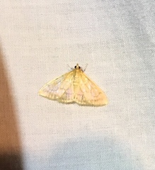 Crocidophora tuberculalis