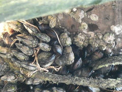 Pollicipes polymerus