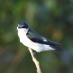 Tachycineta albilinea