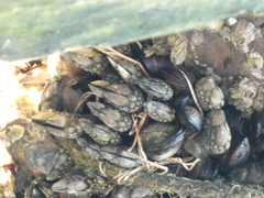 Pollicipes polymerus