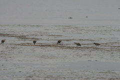 Calidris tenuirostris