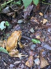 Bufo formosus