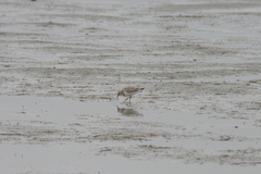 Calidris tenuirostris