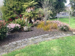 Xeronema callistemon