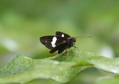 Notocrypta paralysos