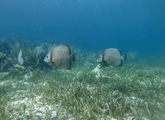 Pomacanthus arcuatus