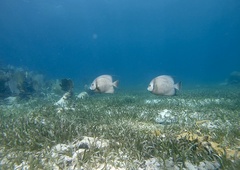 Pomacanthus arcuatus