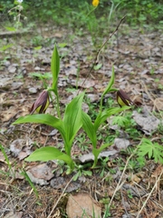 Cypripedium calceolus