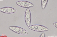 Ionopezia gerardii