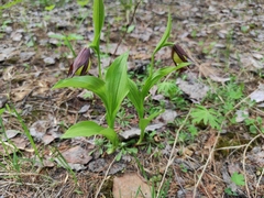 Cypripedium calceolus