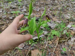Cypripedium calceolus