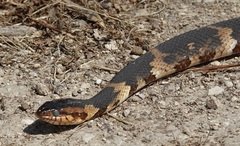 Nerodia fasciata confluens