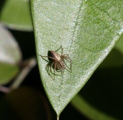 Oxyopes gracilipes
