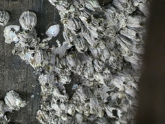 Balanus glandula