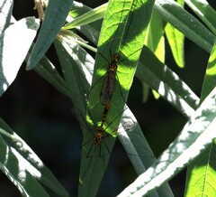 Nephrotoma australasiae