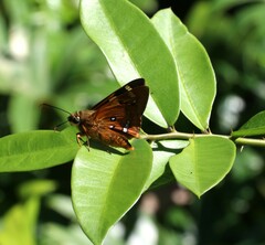 Trapezites symmomus