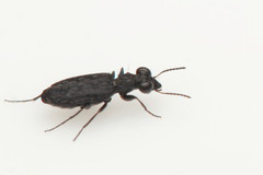 Scopodes