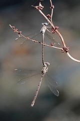 Archilestes californicus