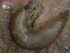 Limacoidea
