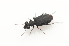 Scopodes