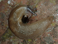 Limacoidea