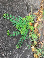 Phyllanthus tenellus