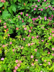 Impatiens walleriana