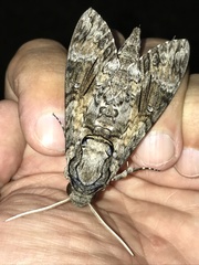 Agrius cingulata