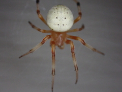 Araneus thaddeus