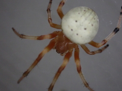 Araneus thaddeus