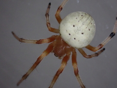 Araneus thaddeus