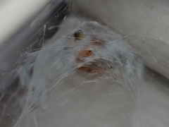 Araneus thaddeus