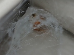 Araneus thaddeus