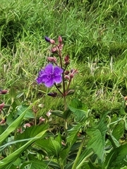 Melastomeae