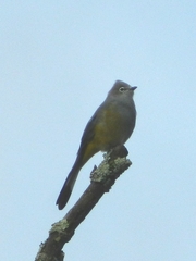 Ptiliogonys cinereus