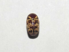 Cryptocephalus cribripennis