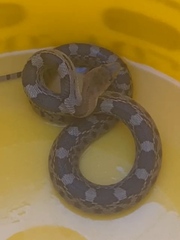 Pituophis deppei
