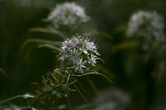 Thelypodium wrightii